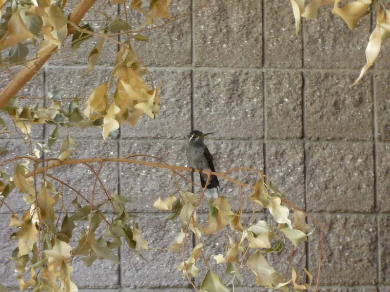 hummingbird parents bird in a tree