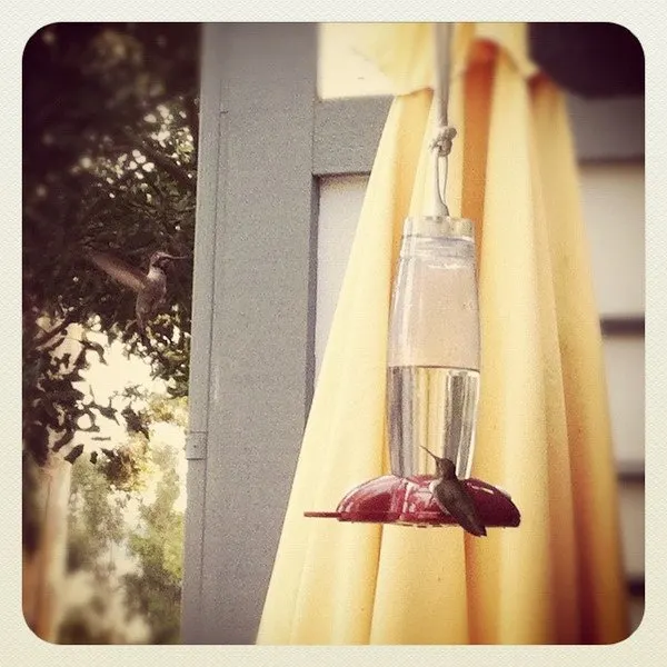 hummingbird parenting 2 hummingbirds at a feeder