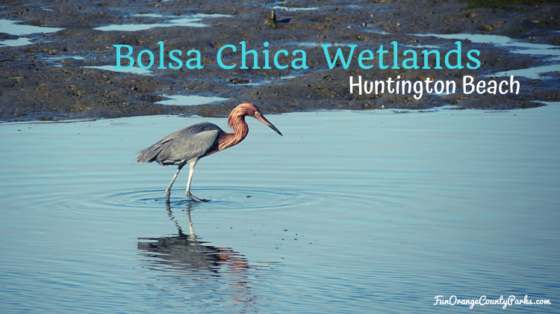 red heron fishing in muddy wetlands