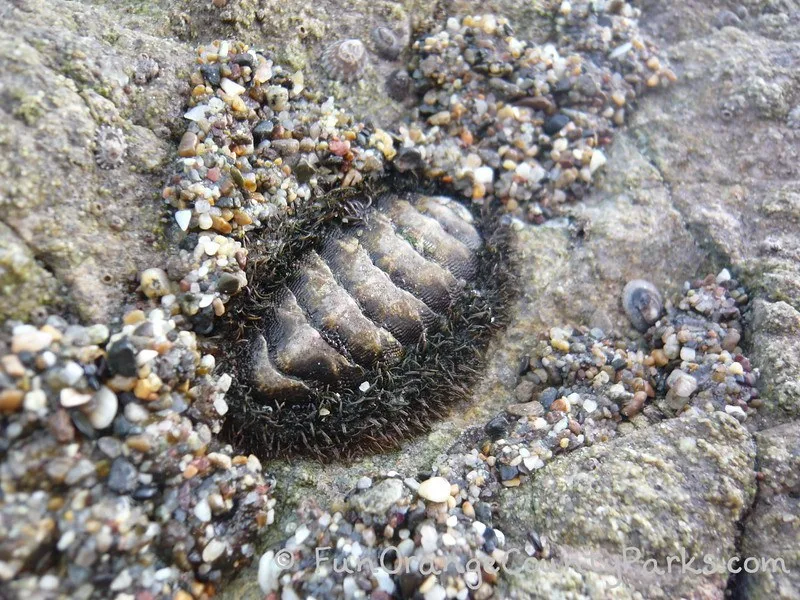 chiton