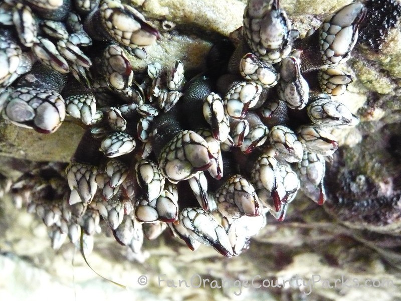 gooseneck barnacles