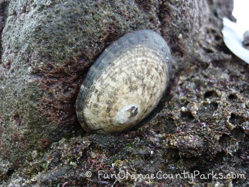 tidepooling minus tides - limpets