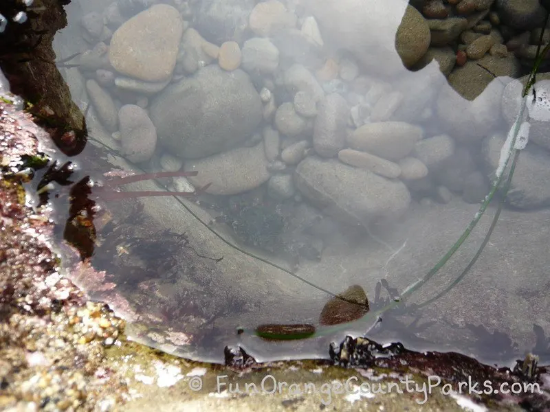 shore crab in tidepool at minus tide