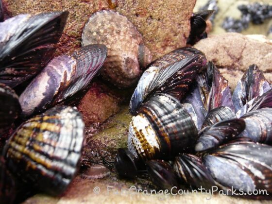 california mussels close-up