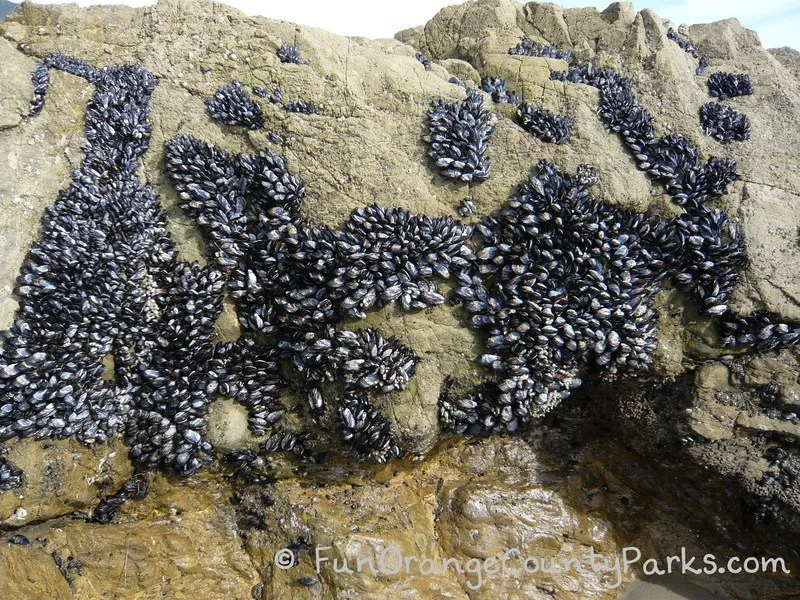 california mussels on a rock