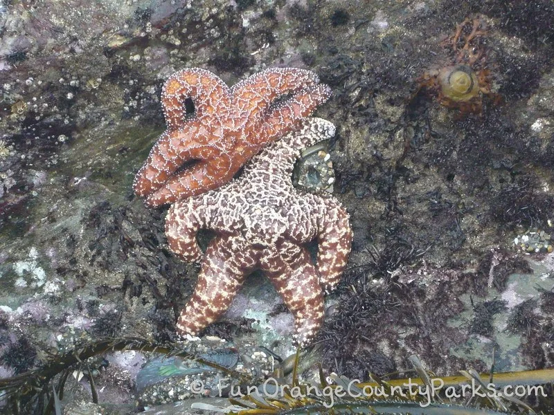 sea stars