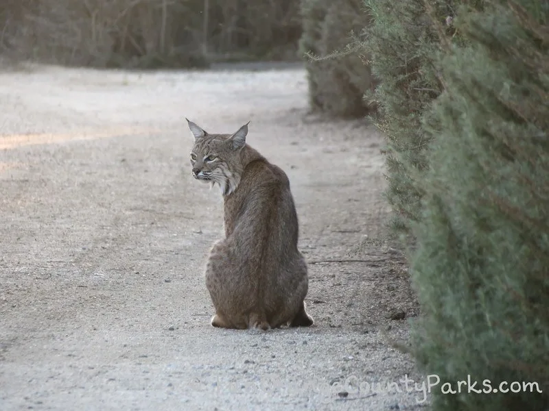 richard louv nature books - bobcat sitting on a dirt trail