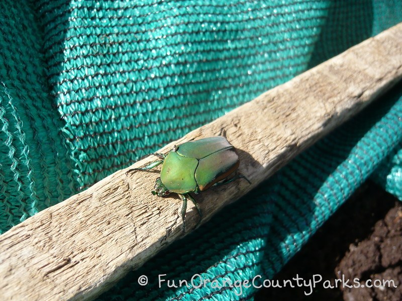 richard louv nature books - garden beetle on a piece of wood