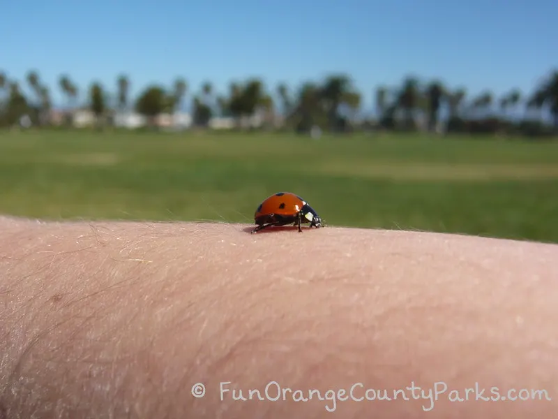richard louv nature books - ladybug on little girl arm