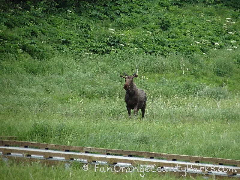 moose in a grassy meadow