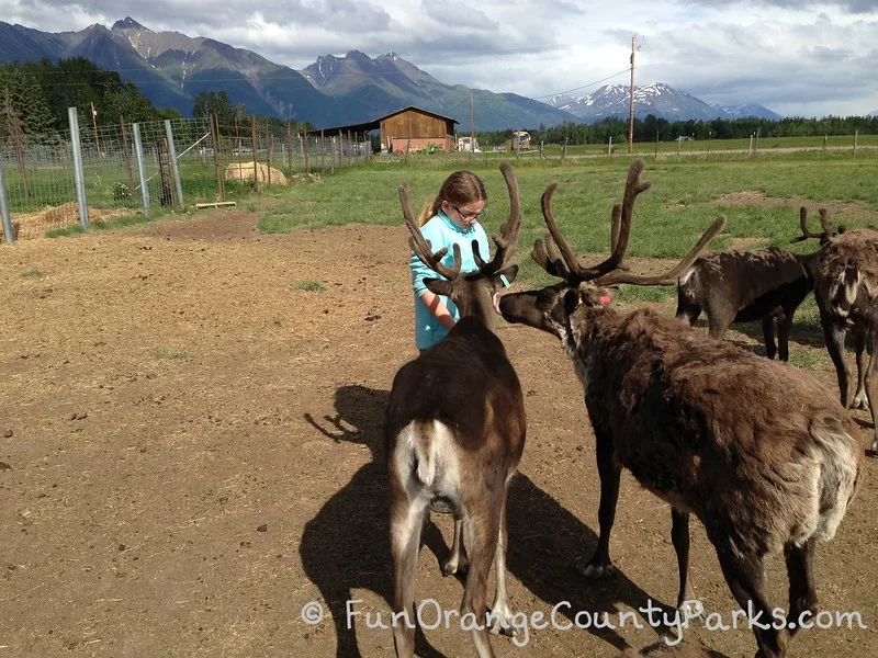 girl feeding reindeer at a farm in Alaska