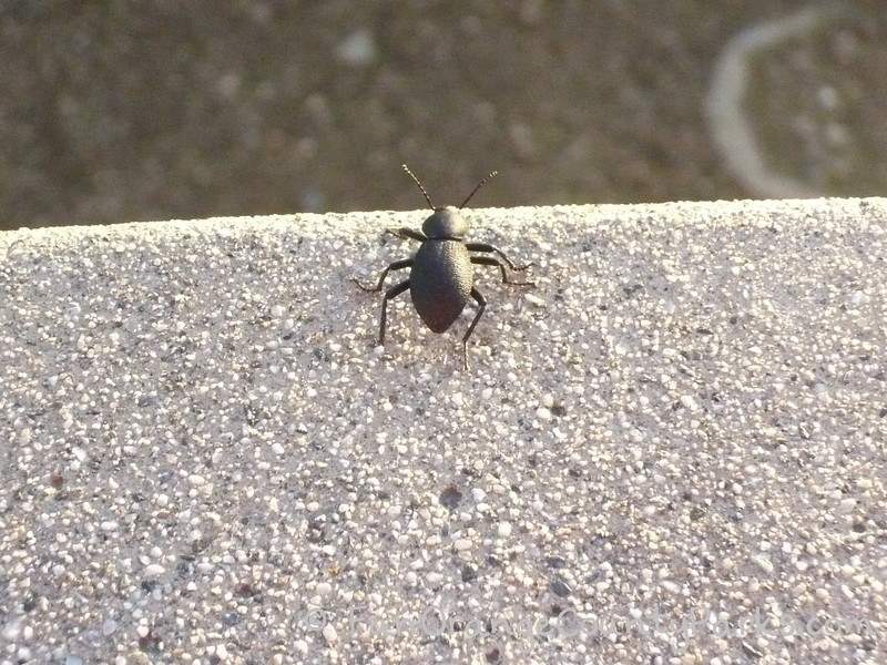 richard louv nature books - stink bug on a curb