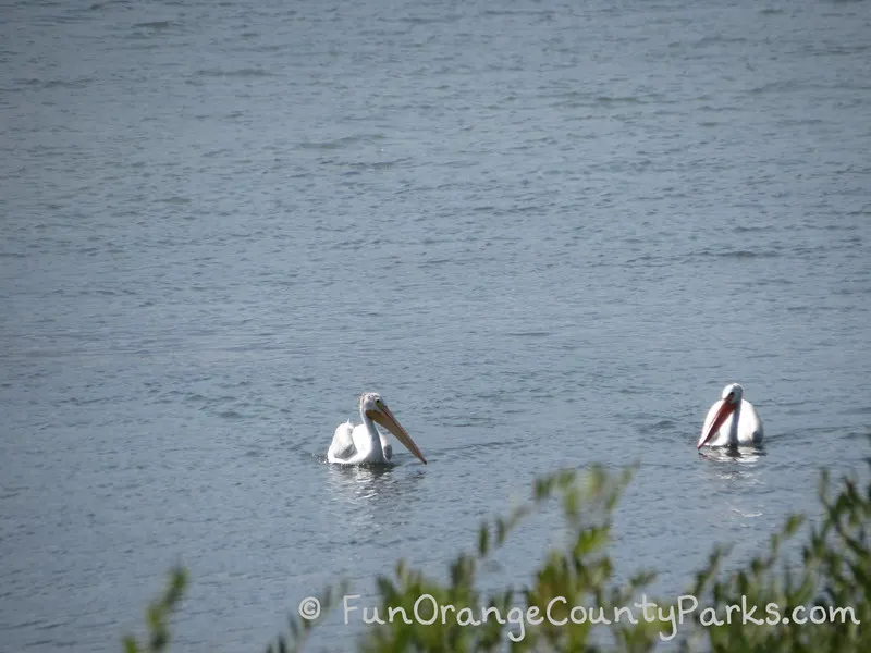 white pelicans floating in a lake