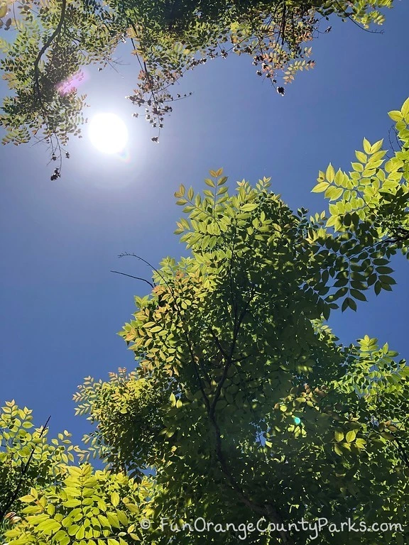 sun shining in blue sky between trees