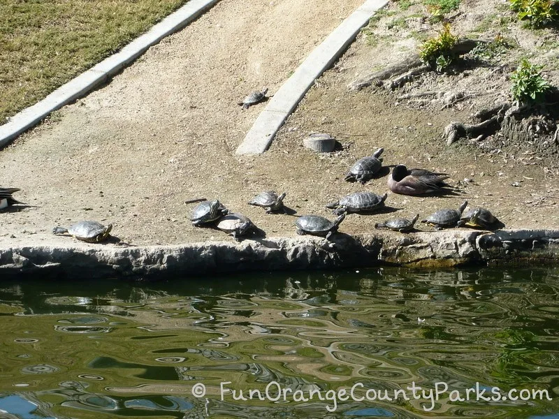 more than ten turtles sitting in the dirt at the edge of a pond