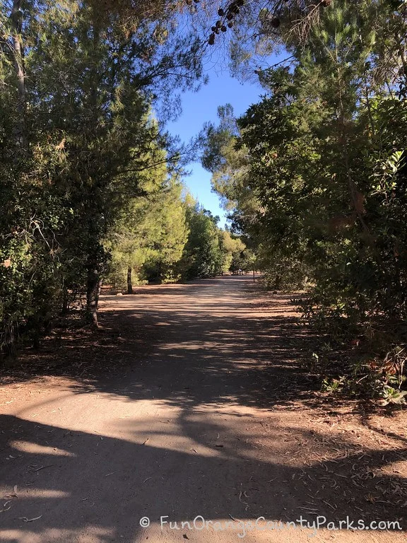 Dirt trail surrounded by trees and shade