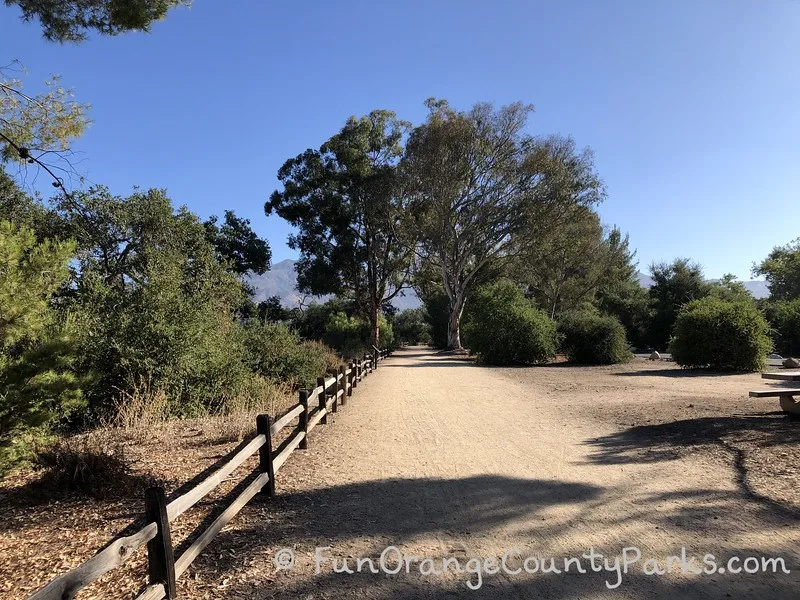 Sunny dirt trail with eucalyptus trees in the distance