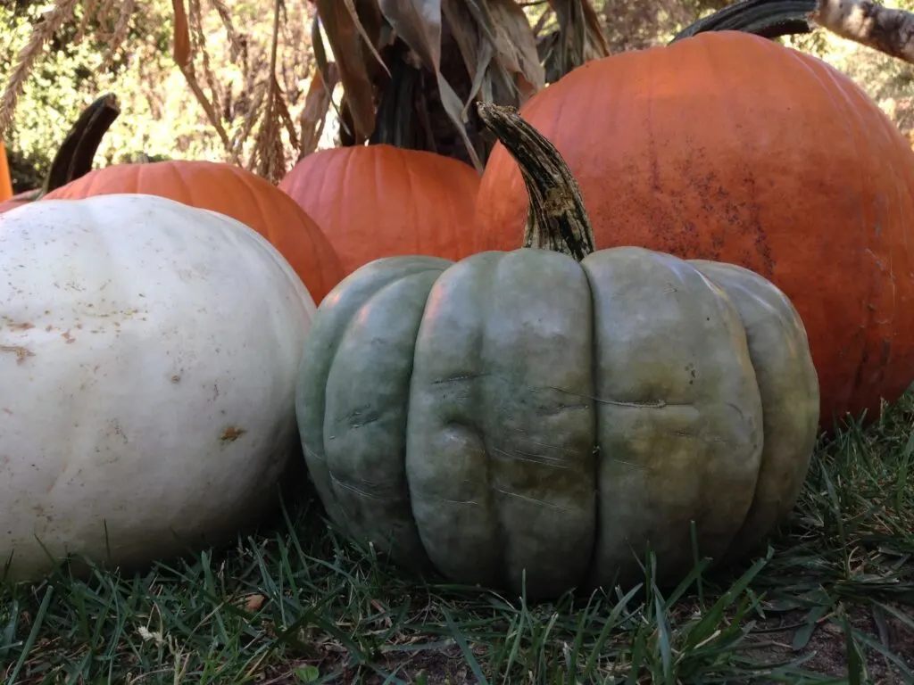 3 orange pumpkins behind a white and blue pumpkin in the foreground