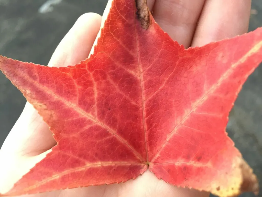 red fall leaf in a child's hand