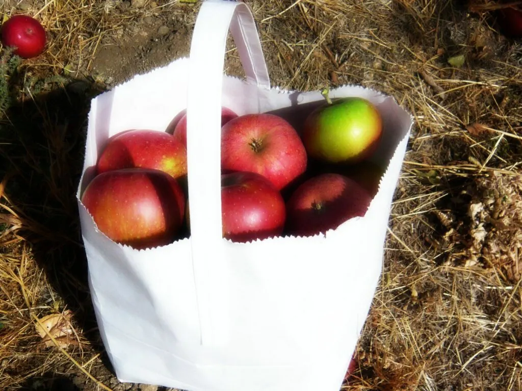 white paper bag with handle filled with fresh apples picked in October
