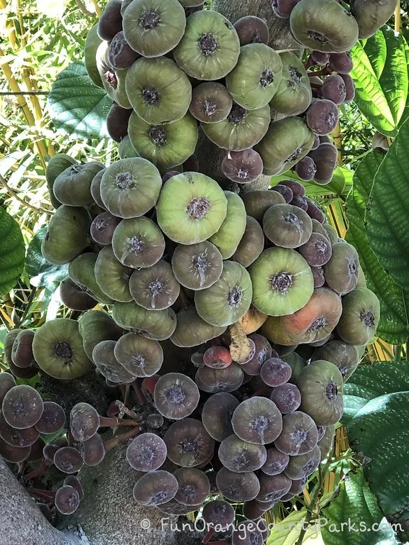 at least 100 figs bunched against a fig tree trunk at San Diego Botanic Garden in Encinitas