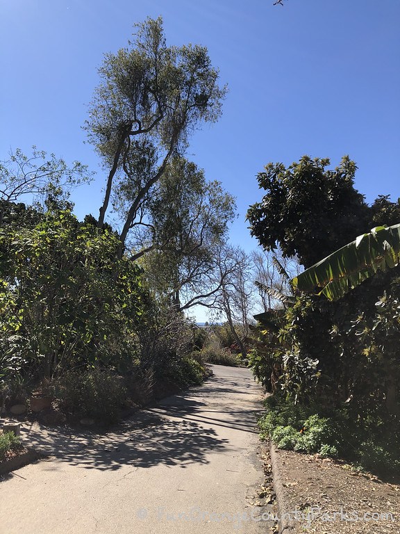 San Diego Botanic Garden paved path lined with trees and a peekaboo view of the ocean 