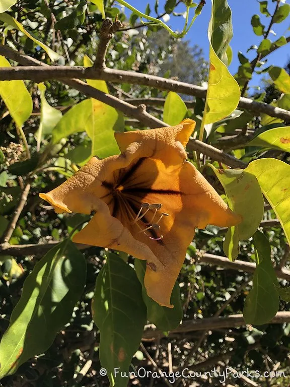 golden flower on a vine with blue sky and leaves in the background