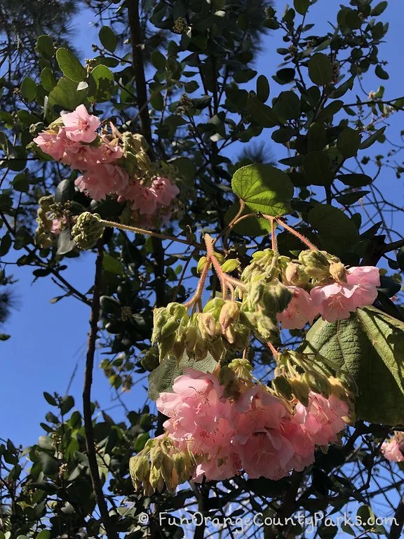 tree branches against blue sky with bunches of pink flowers hanging down toward ground