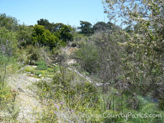 small waterfall visible behind brush and trees