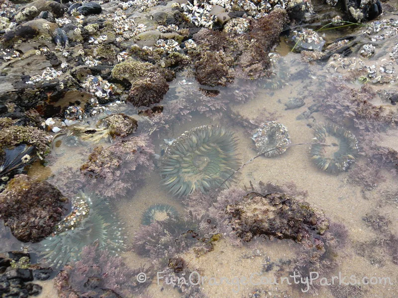 sea anemone in the tidepools with bits of shell encrusted on the animals