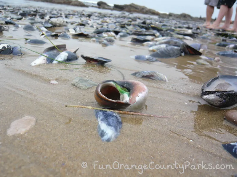 lots of mussel and snail shells along the shore