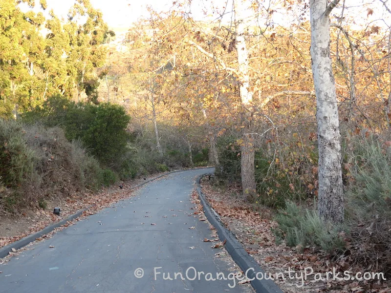 an asphalt paved road with sycamore trees in what looks like fall along the path that leads to Crystal Cove State Park Historic District