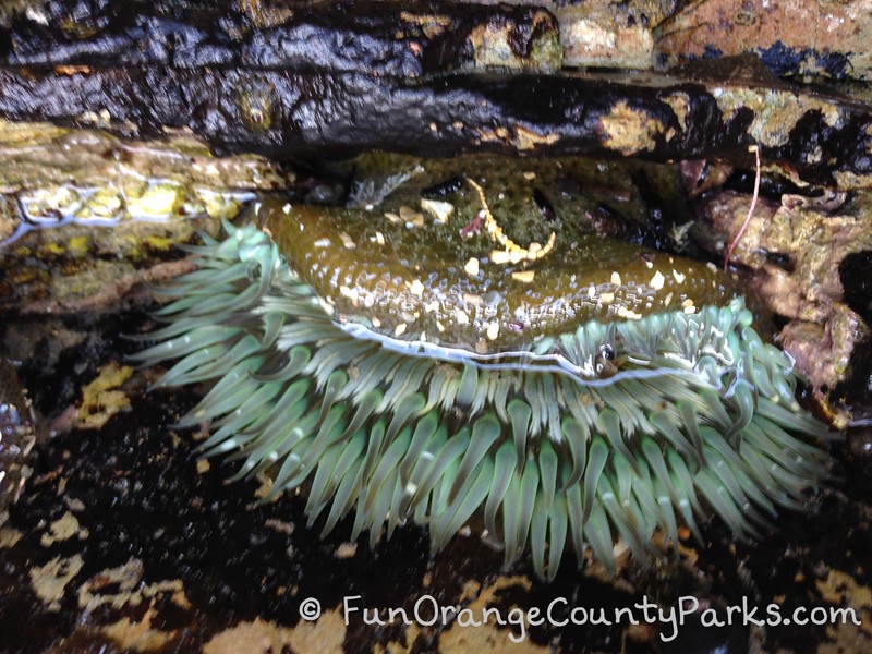 brilliant blue green anemone in a tidepool
