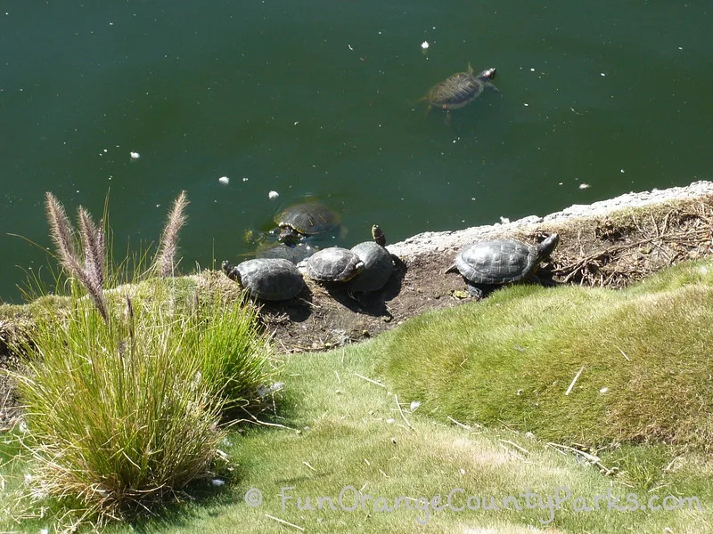 4 turtles along the shore at heritage park play island and 2 turtles swimming in the water with their heads exposed out of the water