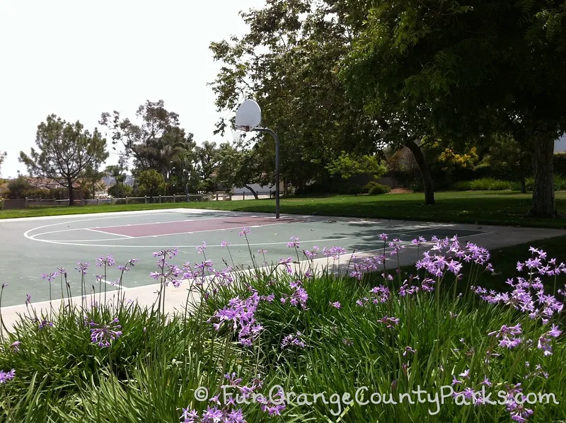 ocean breeze park basketball court with purple society garlic flowers in the foreground