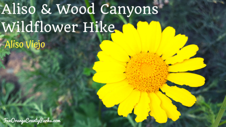 Aliso and Wood Canyons Wildflower Hike in Aliso Viejo