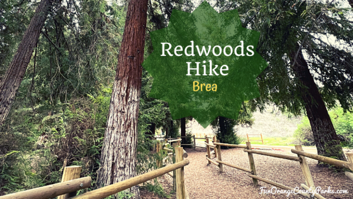 Redwoods Hike in Brea for Families