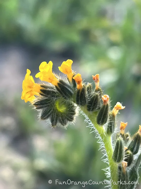 Lake Elsinore closes popular wildflower viewing area in Walker Canyon –  Press Enterprise