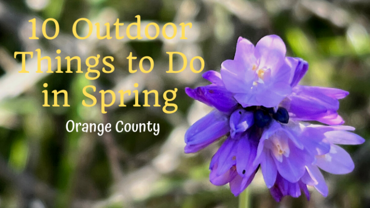 10 Orange County Things to Do in Spring with GIANT Coloring Sheet