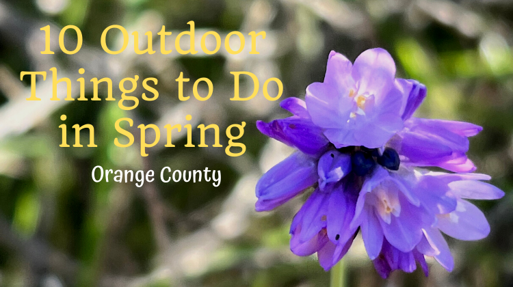 10 Orange County Things to Do in Spring with GIANT Coloring Sheet