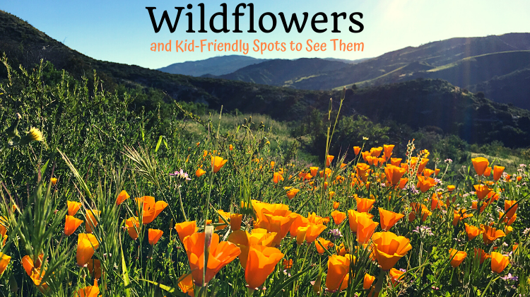 2024 Wildflowers and Best Kid-Friendly Spots to See Them in Orange County