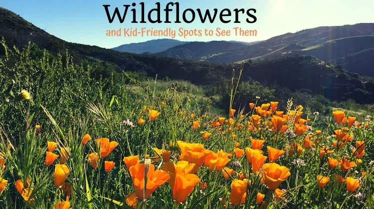 2024 Wildflowers and Best Kid-Friendly Spots to See Them in Orange County
