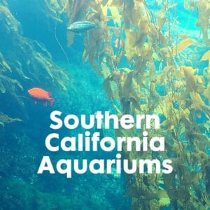 Southern California Aquarium Trips & Touch Tanks
