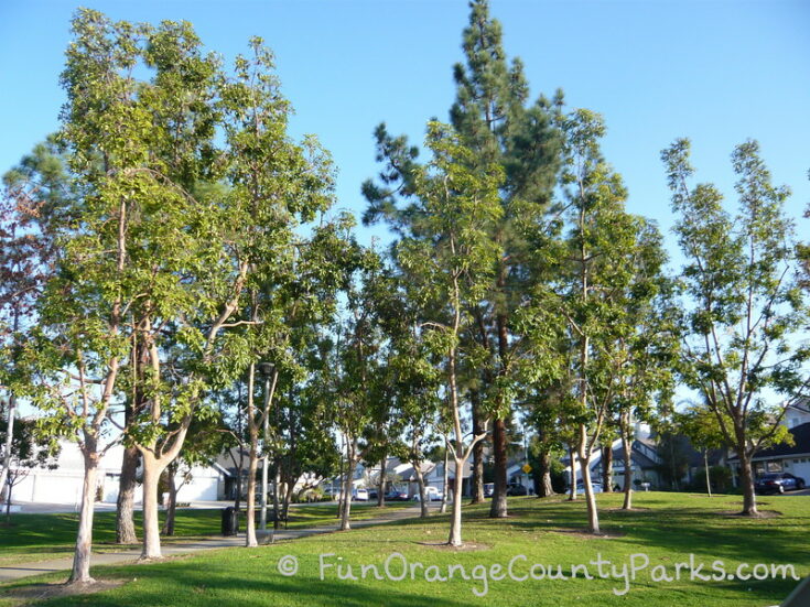 Clarington Park in Laguna Hills Fun Orange County Parks