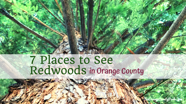 7 Places to See Redwoods in Orange County