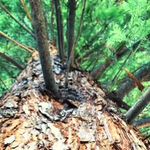 7 Places to See Redwoods in Orange County