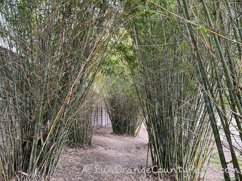 bamboo forest with 5 visible patches of bamboo plants and dirt trails