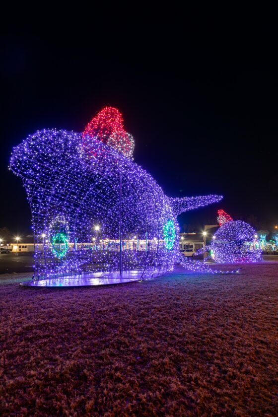 Holiday Lights at Dana Point Harbor 2024