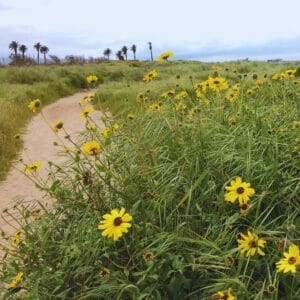 Bolsa Chica Wetlands and Interpretive Center