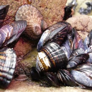 Best Tidepooling and Beaches for Minus Tides (with Tide Table Tools)